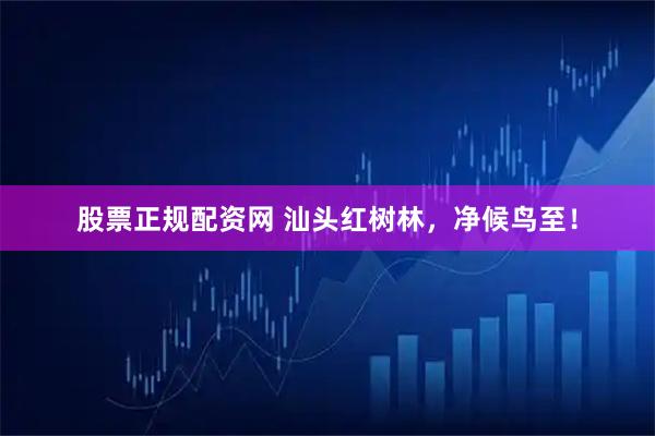 股票正规配资网 汕头红树林，净候鸟至！